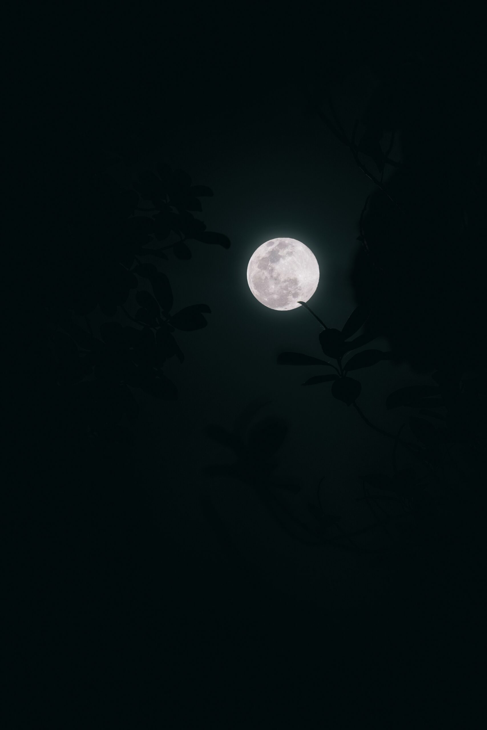 moonlight hunting